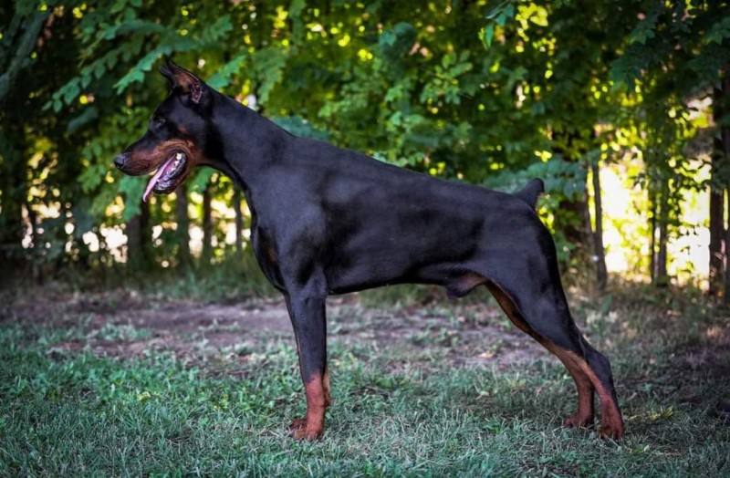 Aria Dobermans Angel Of Shaytan Hektor